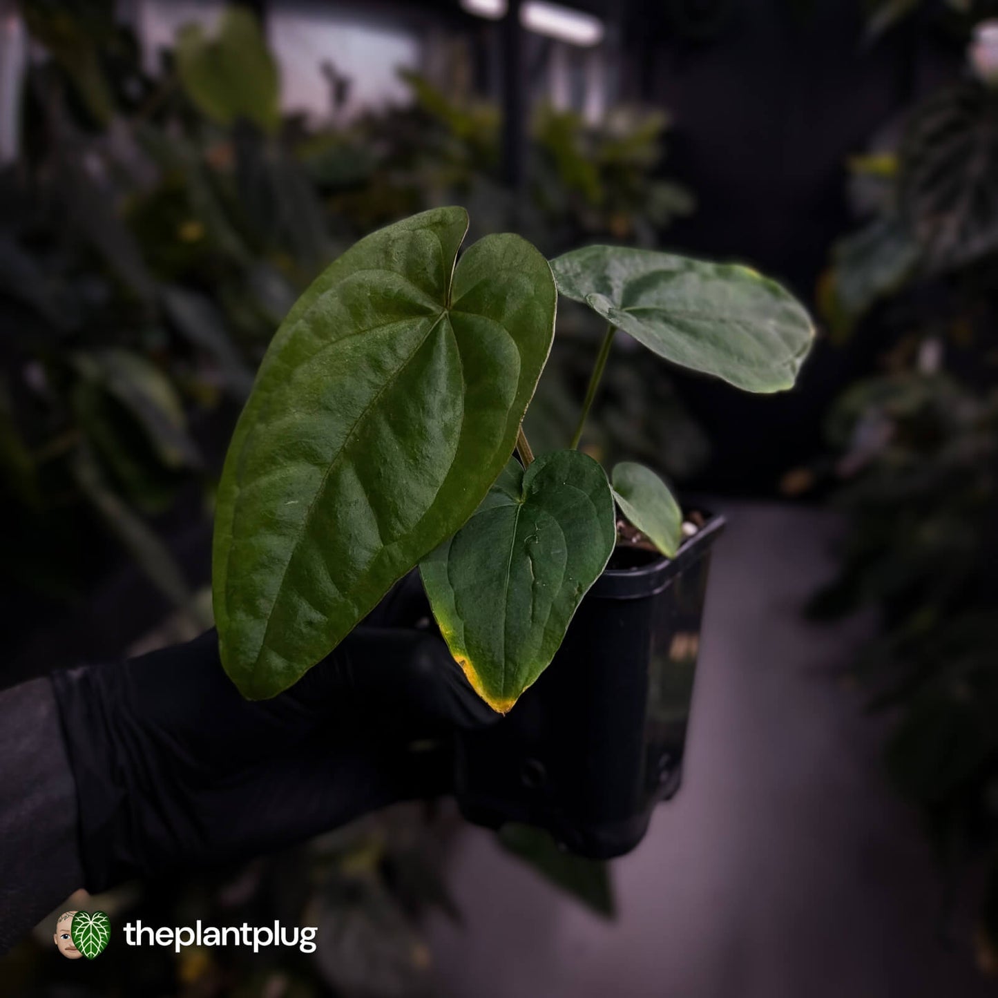 Anthurium dressleri ('MP' x 'LAS')