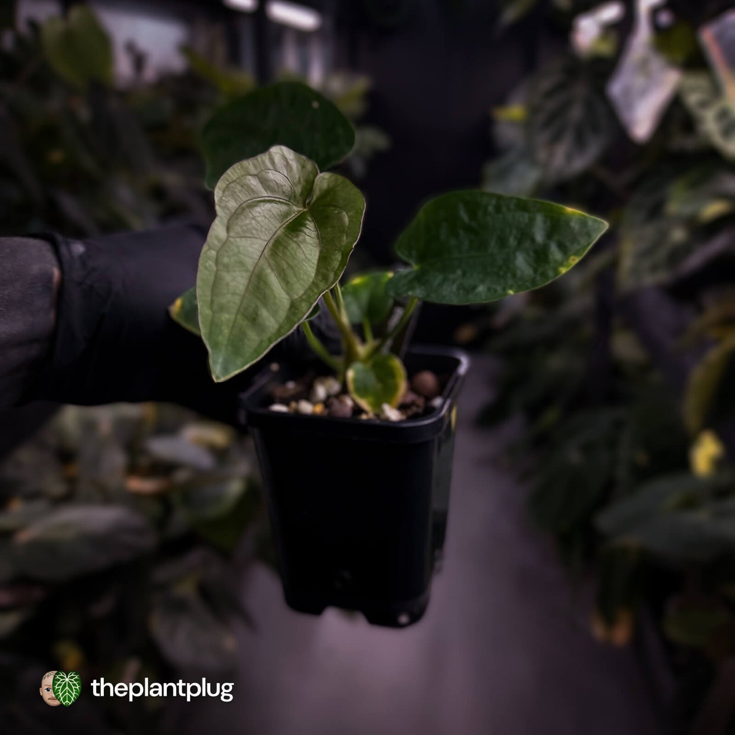 Anthurium dressleri ('MP' x 'LAS')