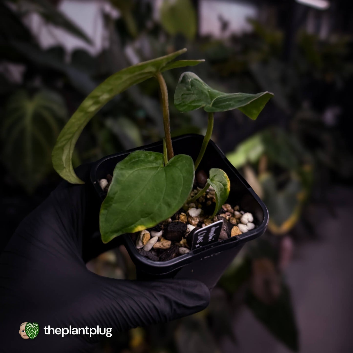 Anthurium dressleri ('MP' x 'LAS')