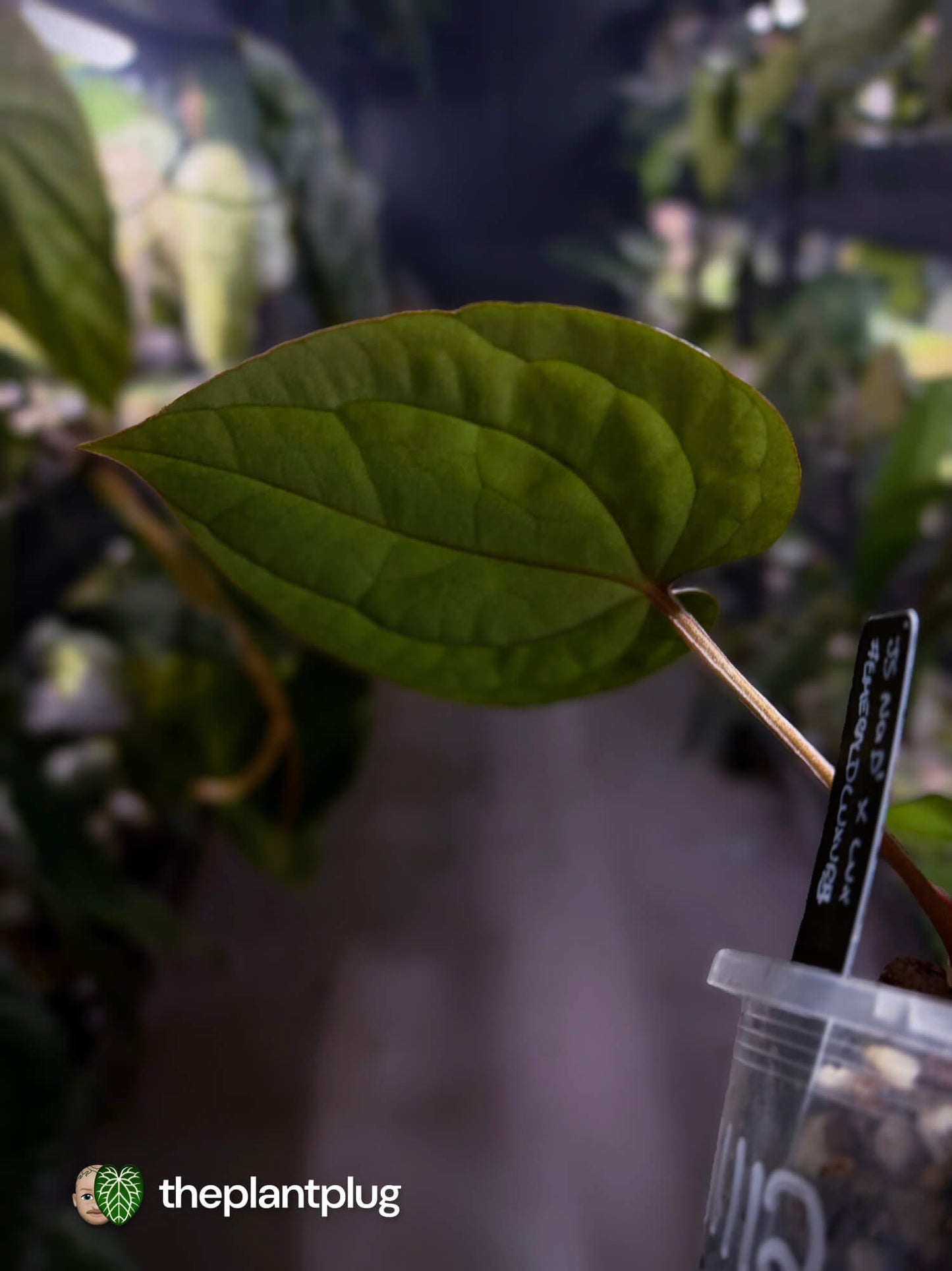 Anthurium ('JS NOID' x luxurians) #EmeraldLuxury š