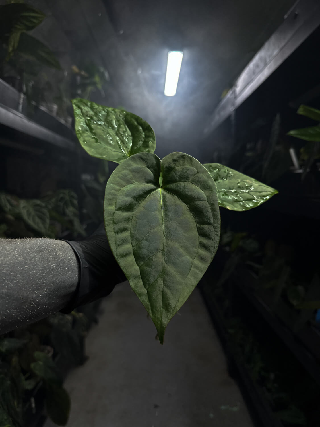 Anthurium #malibu - (blackx x hoffx) x luxurians