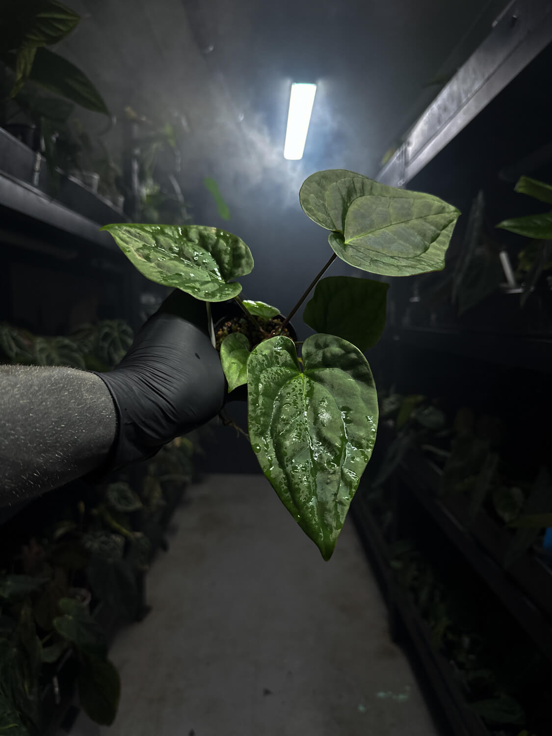 Anthurium #malibu - (blackx x hoffx) x luxurians