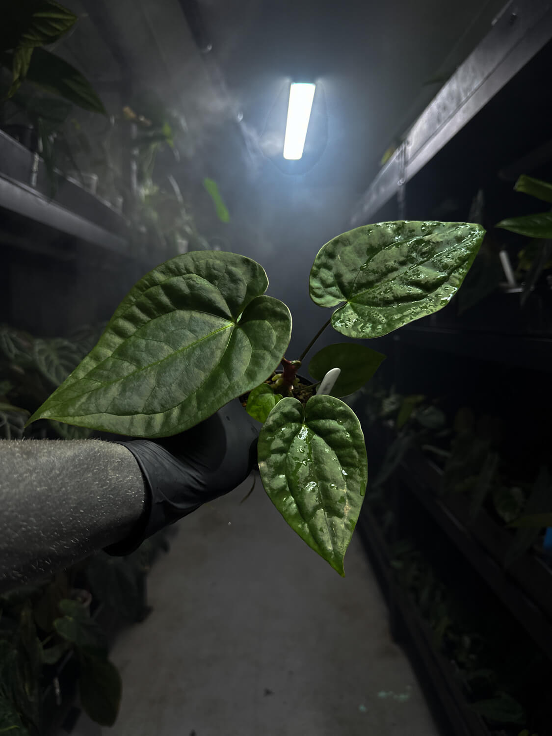 Anthurium #malibu - (blackx x hoffx) x luxurians