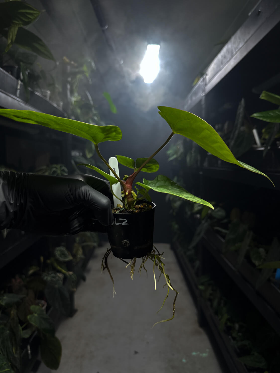 Anthurium #malibu - (blackx x hoffx) x luxurians