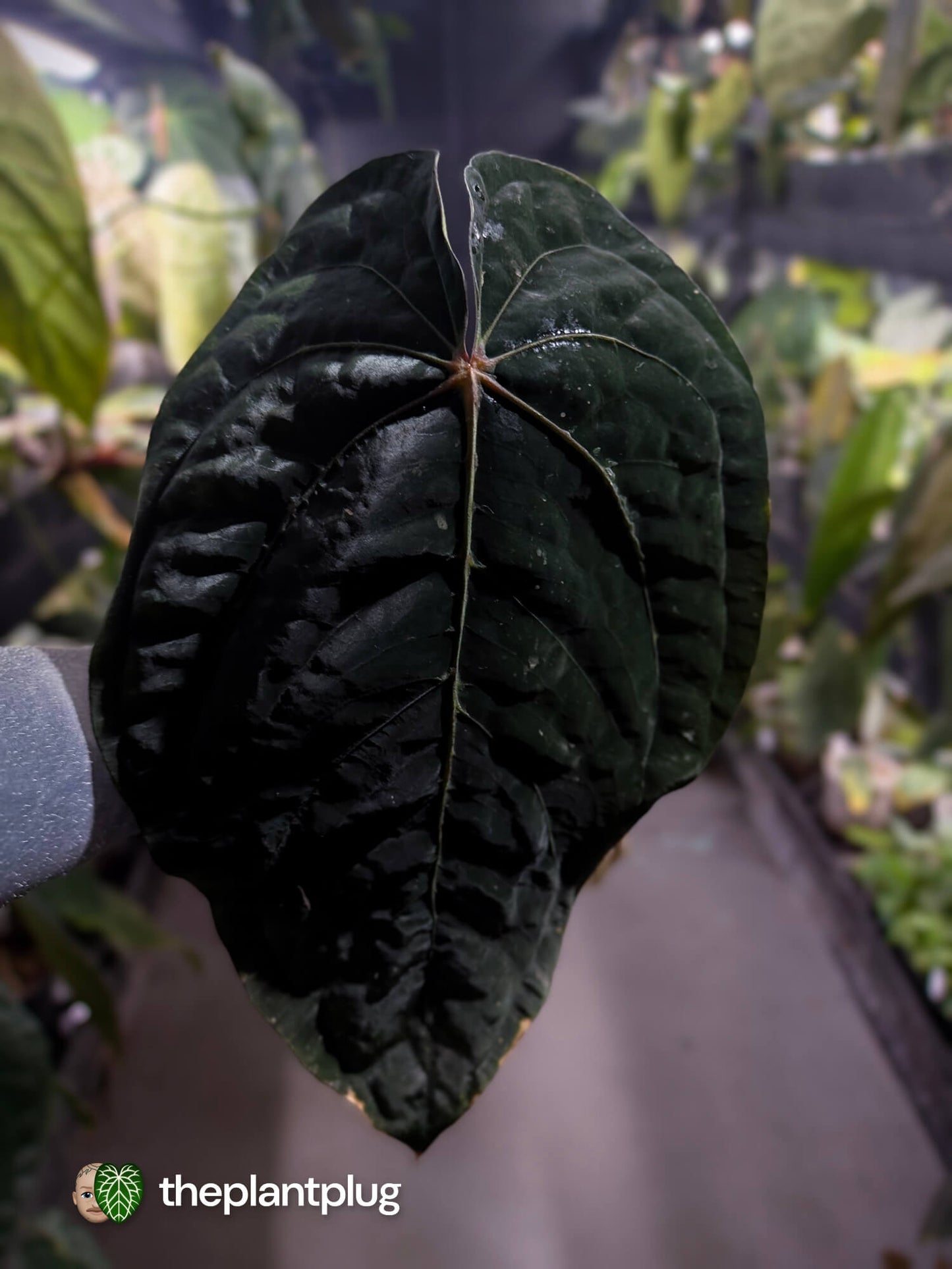 Anthurium papillilaminum 'Red Abaxial' x dressleri • select holdback