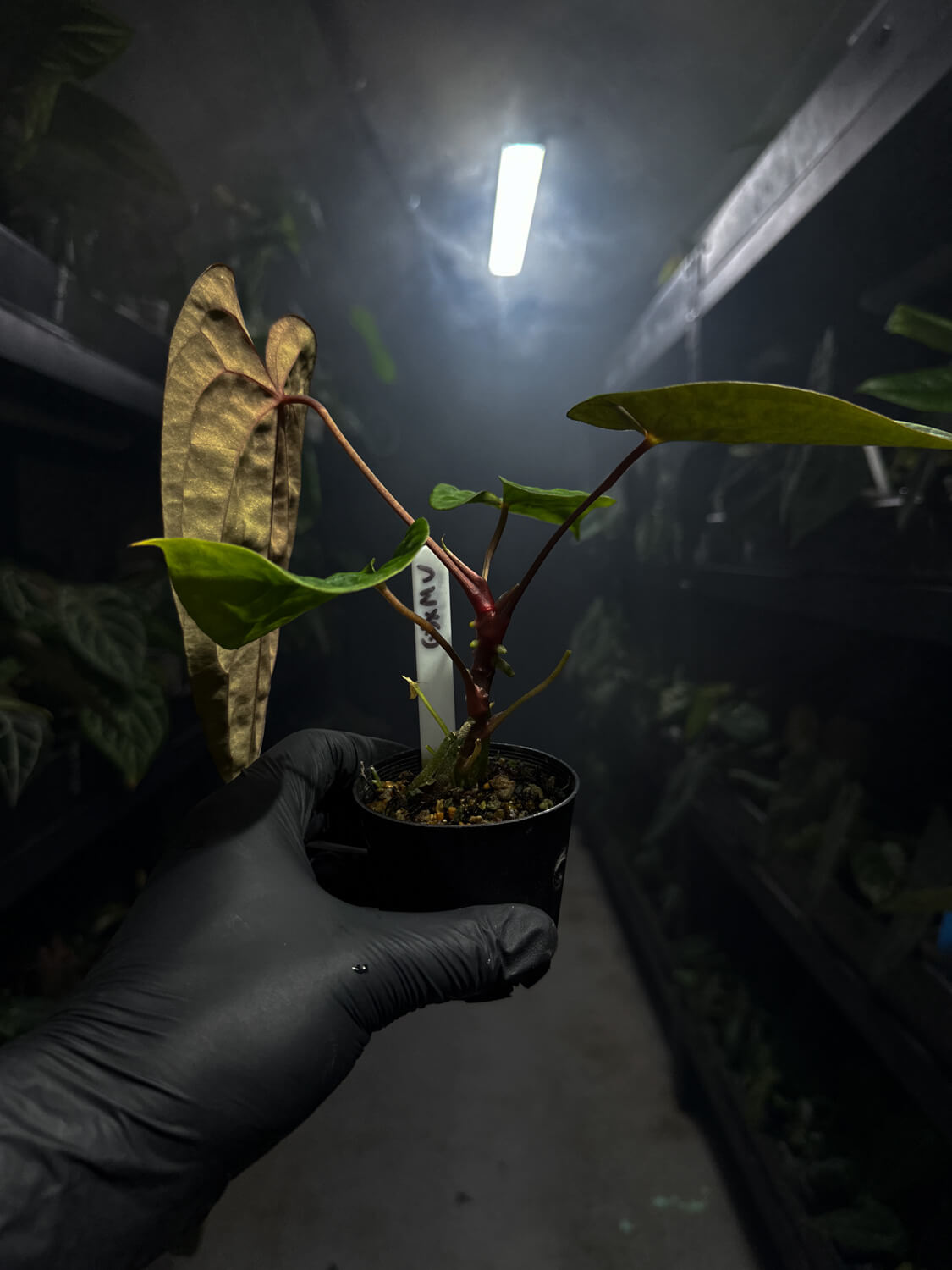 Anthurium papillilaminum gy x 'midnight velvet'