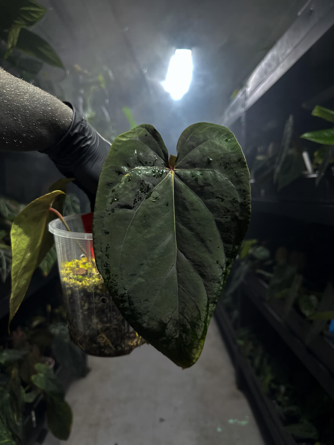 Anthurium ((pap x dress) x waddle noid)) x red abaxial pap