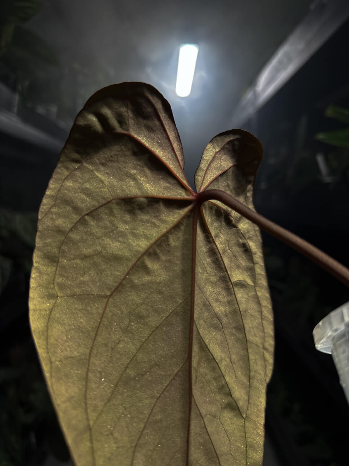 Anthurium ((pap x dress) x waddle noid)) x red abaxial pap