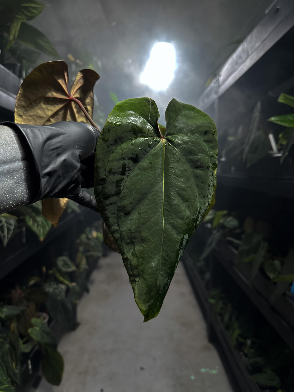 Anthurium ((pap x dress) x waddle noid)) x red abaxial pap