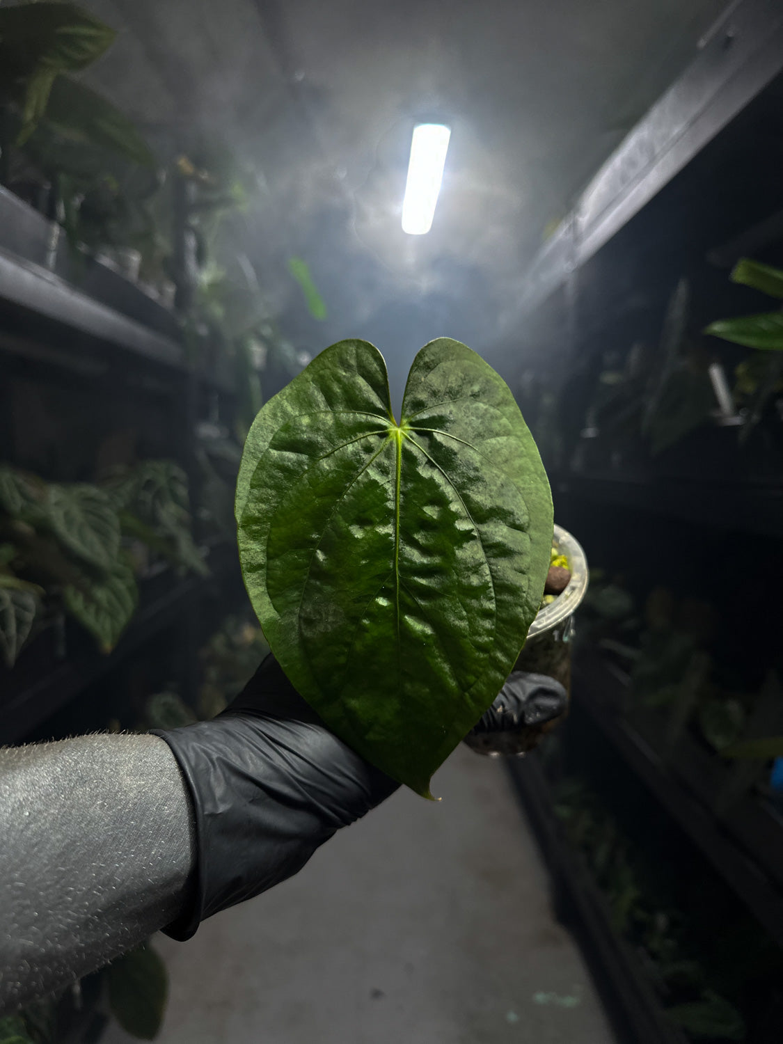 Anthurium 'Neva Guat'