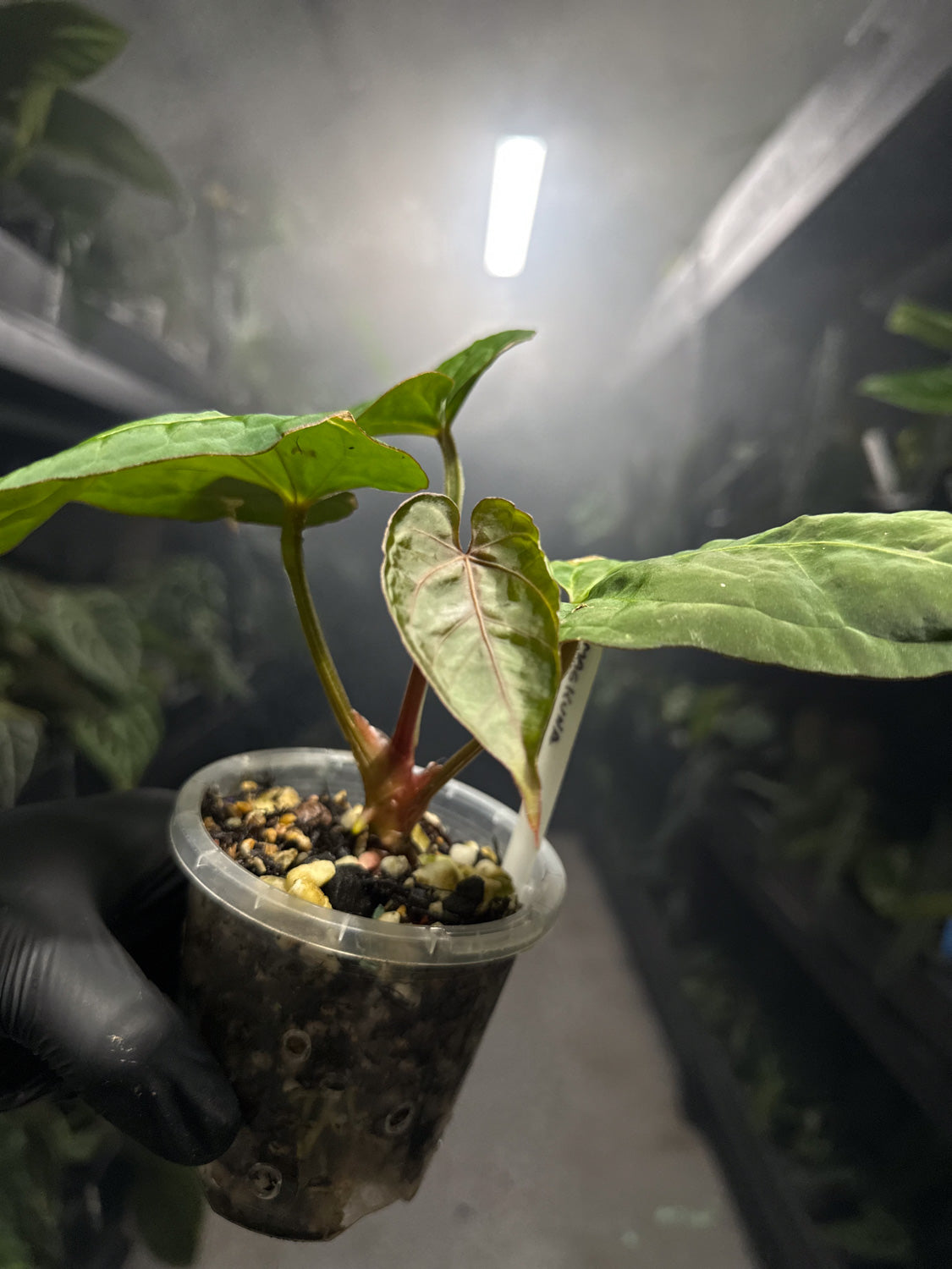 Anthurium 'magenta' x kunayalanse RA7 #MK4