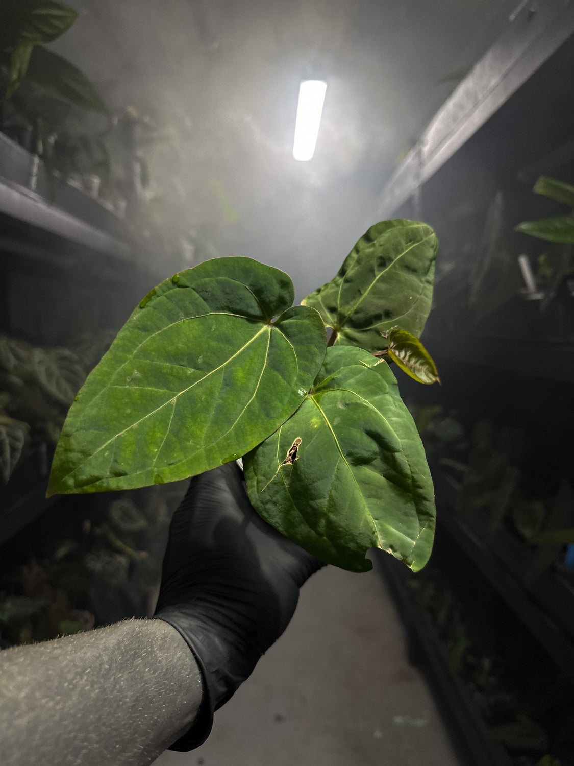 Anthurium 'magenta' x kunayalanse RA7 #MK4
