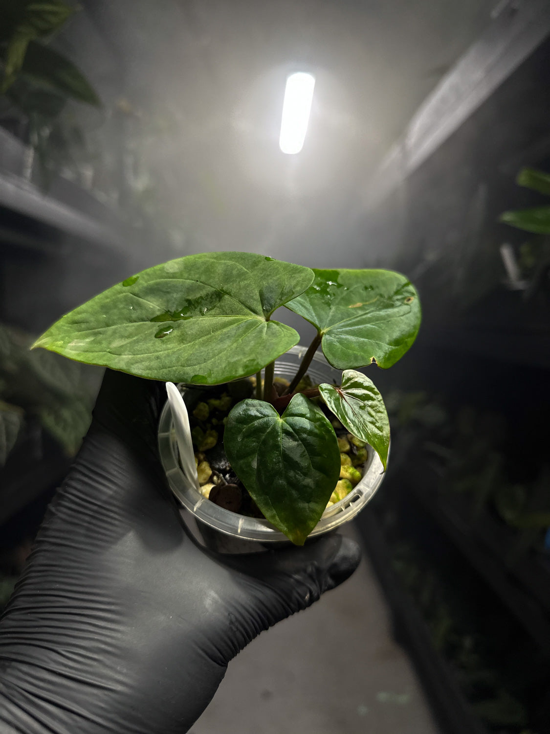Anthurium 'magenta' x kunayalanse RA7 #MK5