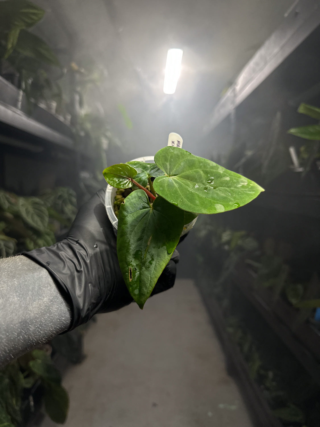 Anthurium 'magenta' x kunayalanse RA7 #MK5