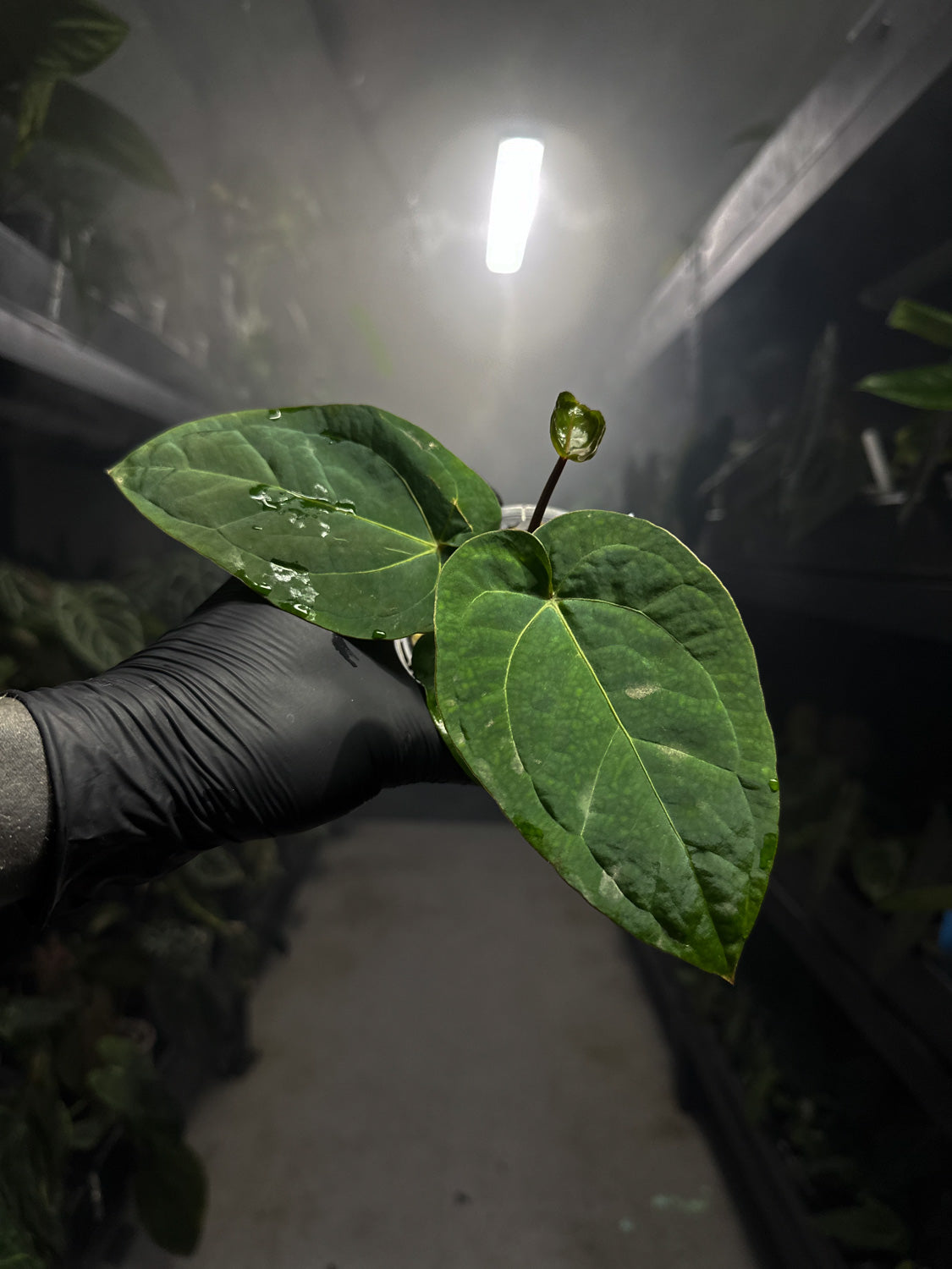 Anthurium 'magenta' x kunayalanse RA7 #MK6