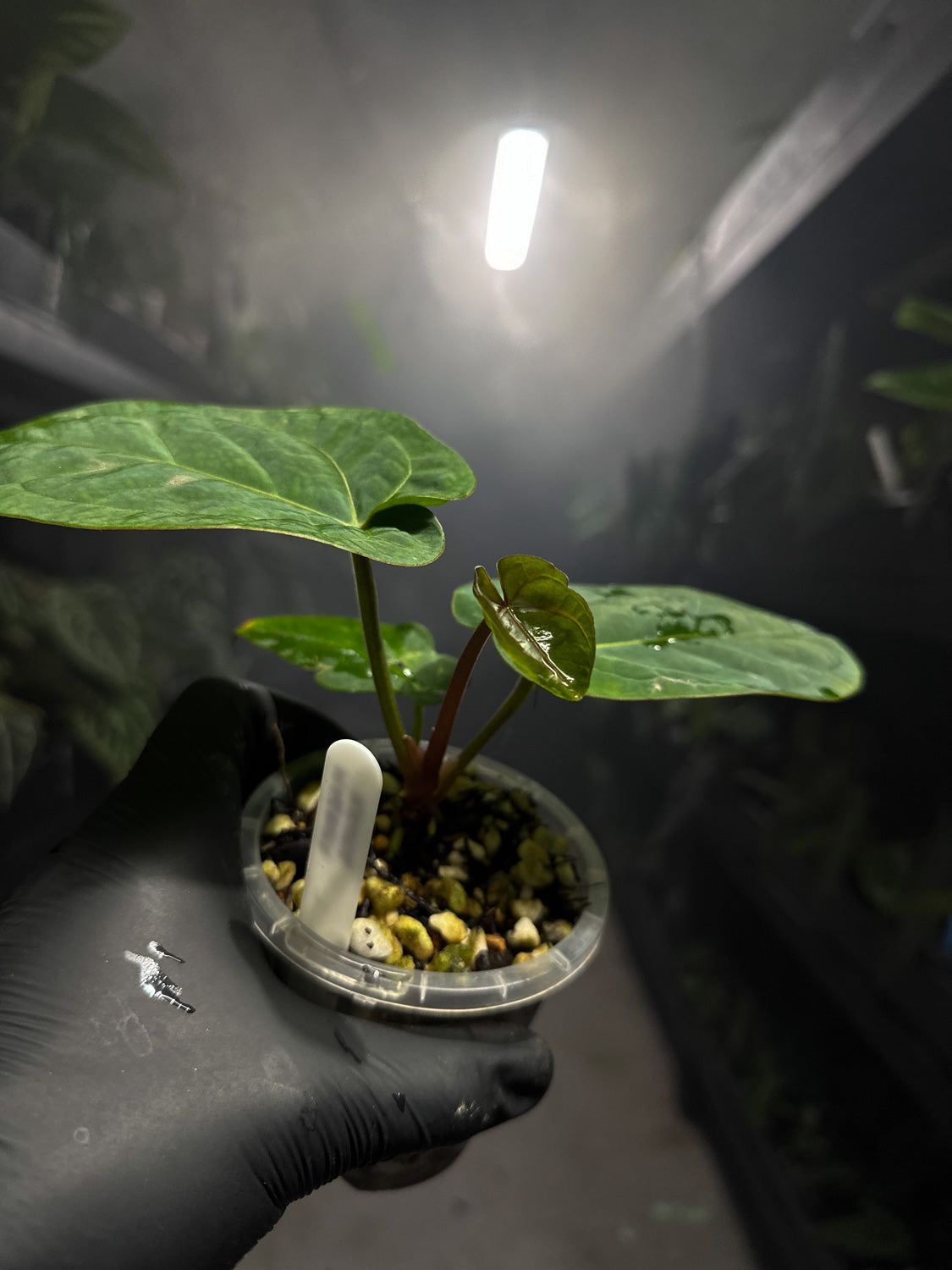 Anthurium 'magenta' x kunayalanse RA7 #MK6