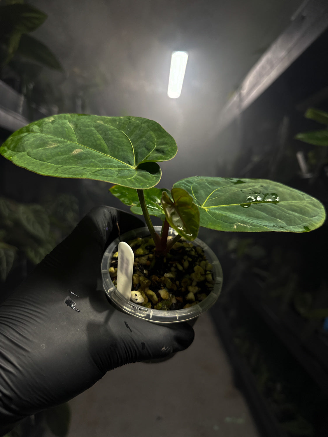 Anthurium 'magenta' x kunayalanse RA7 #MK6