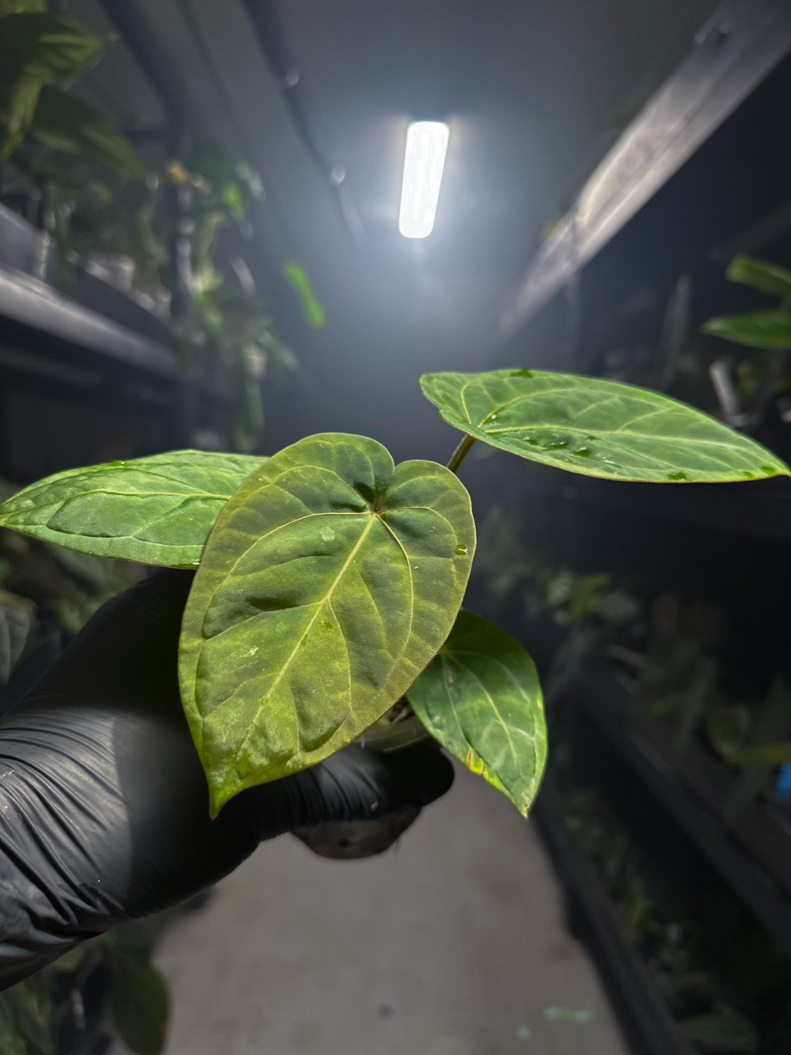 Anthurium 'magenta' x kunayalanse RA7 #MK7