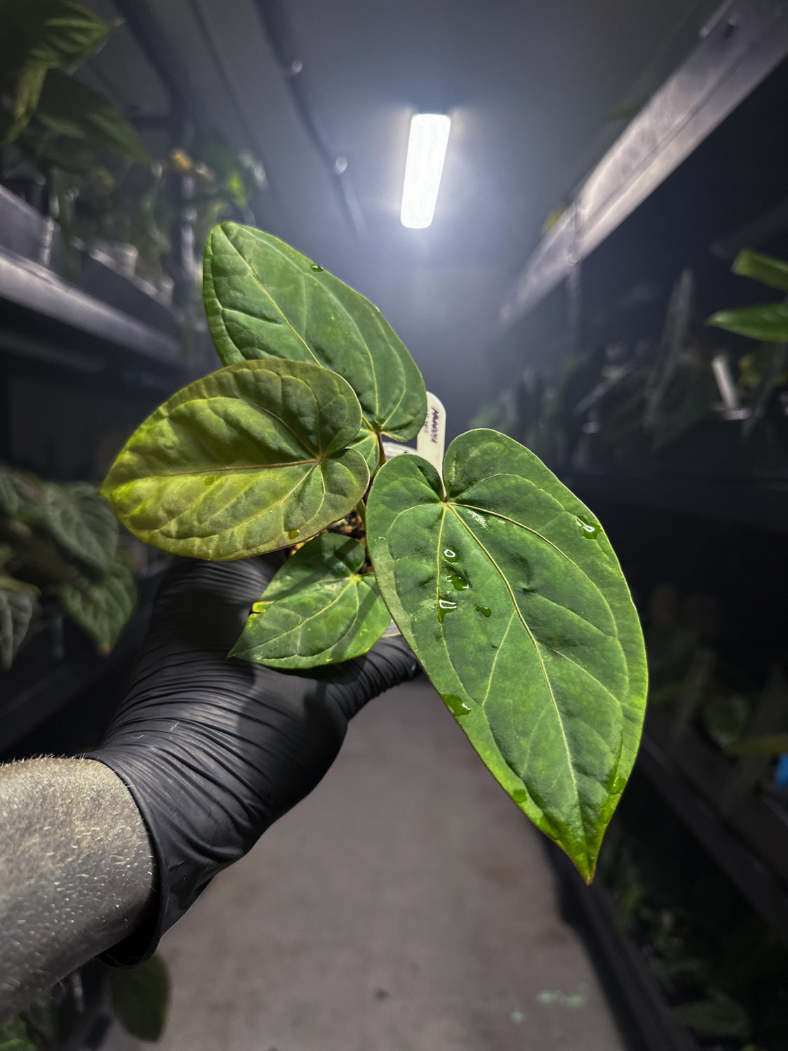 Anthurium 'magenta' x kunayalanse RA7 #MK7