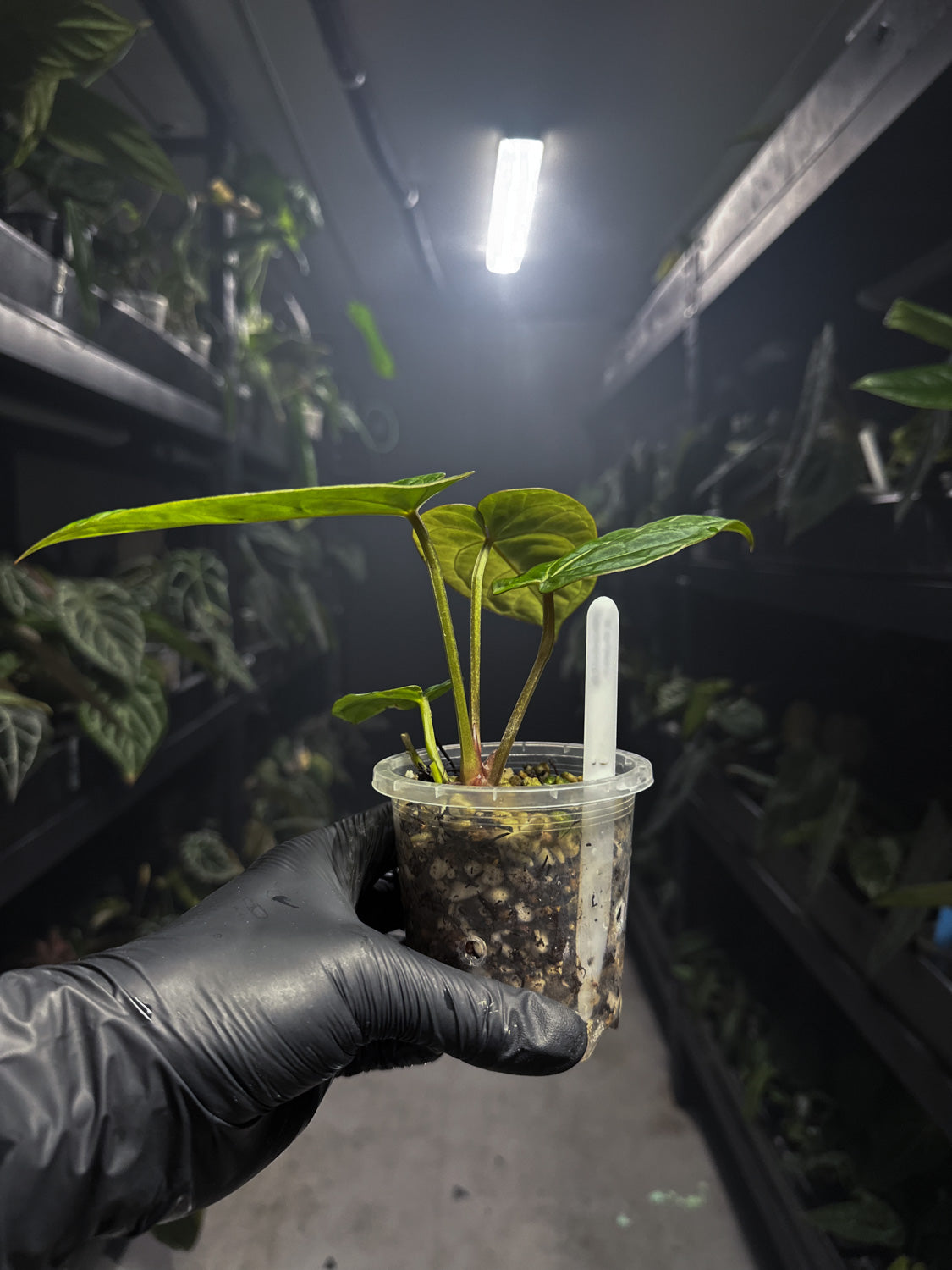 Anthurium 'magenta' x kunayalanse RA7 #MK7