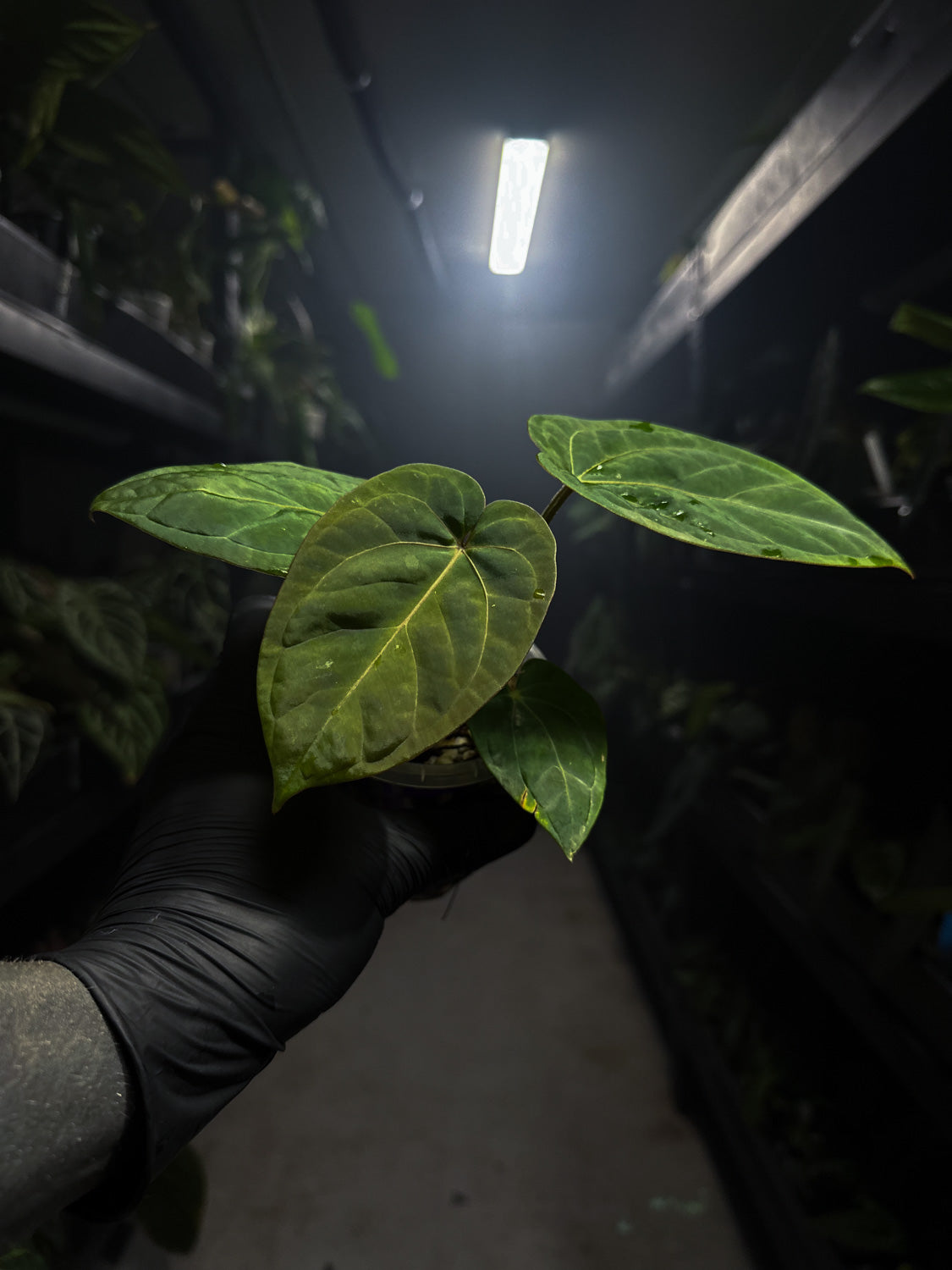 Anthurium 'magenta' x kunayalanse RA7 #MK7