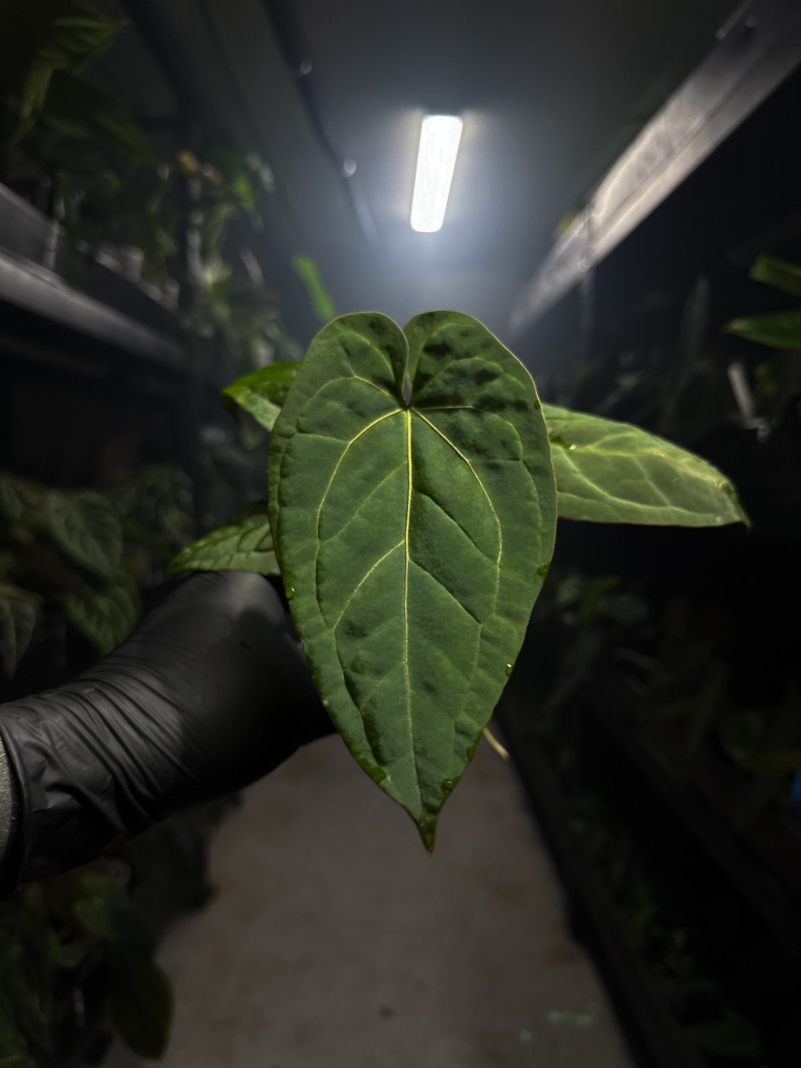 Anthurium 'magenta' x kunayalanse RA7 #MK9