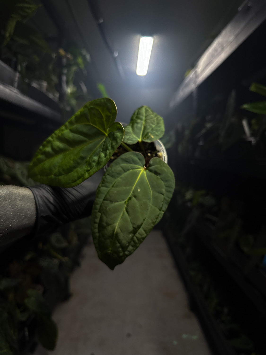 Anthurium 'magenta' x kunayalanse RA7 #MK9