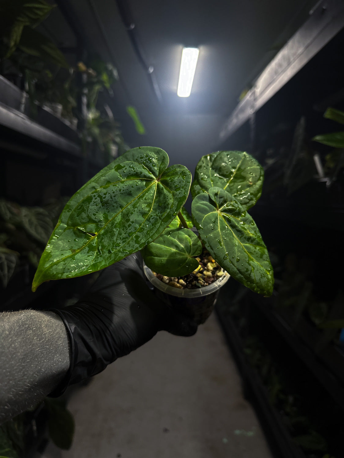 Anthurium 'magenta' x kunayalanse RA7 #MK10