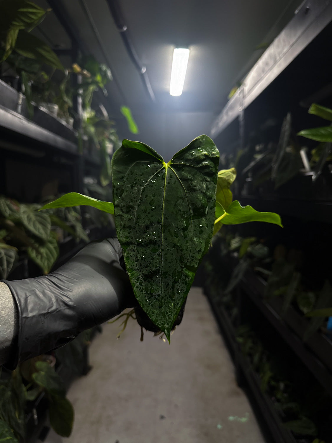 Anthurium papillilaminum x (pap x carlablackiae) – The Plant Plug