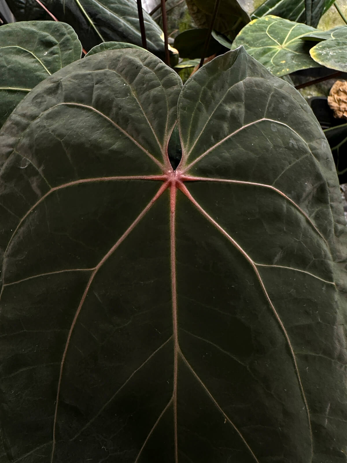 Anthurium forgetii hybrid variegated x NOID 'Jayda' • germinated seeds