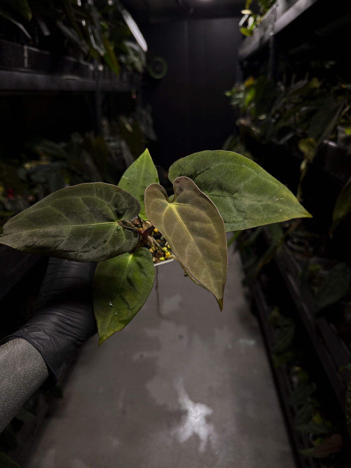 Anthurium 'Dark Mama' x (papilllilaminum x dressleri)