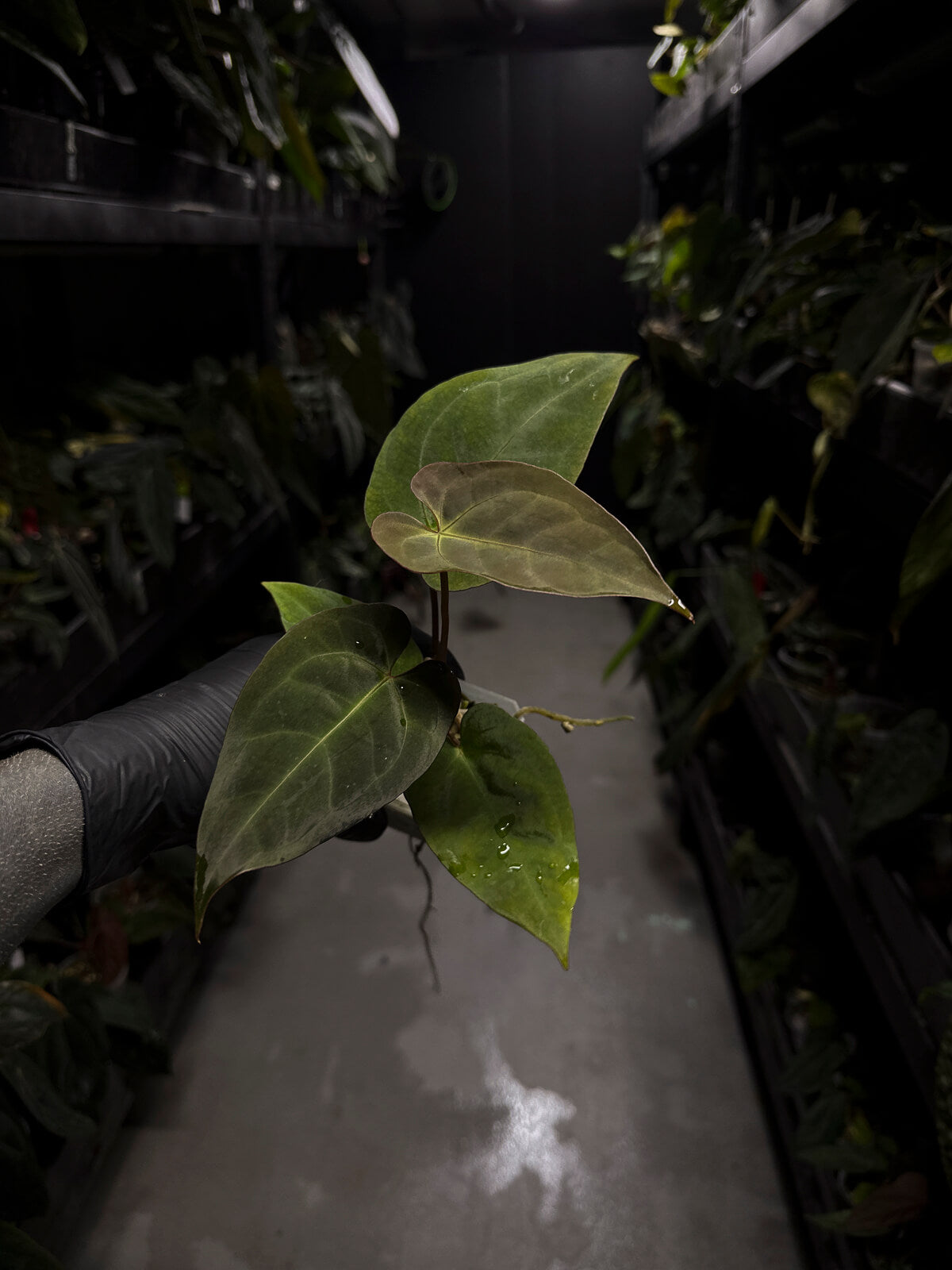 Anthurium 'Dark Mama' x (papilllilaminum x dressleri)
