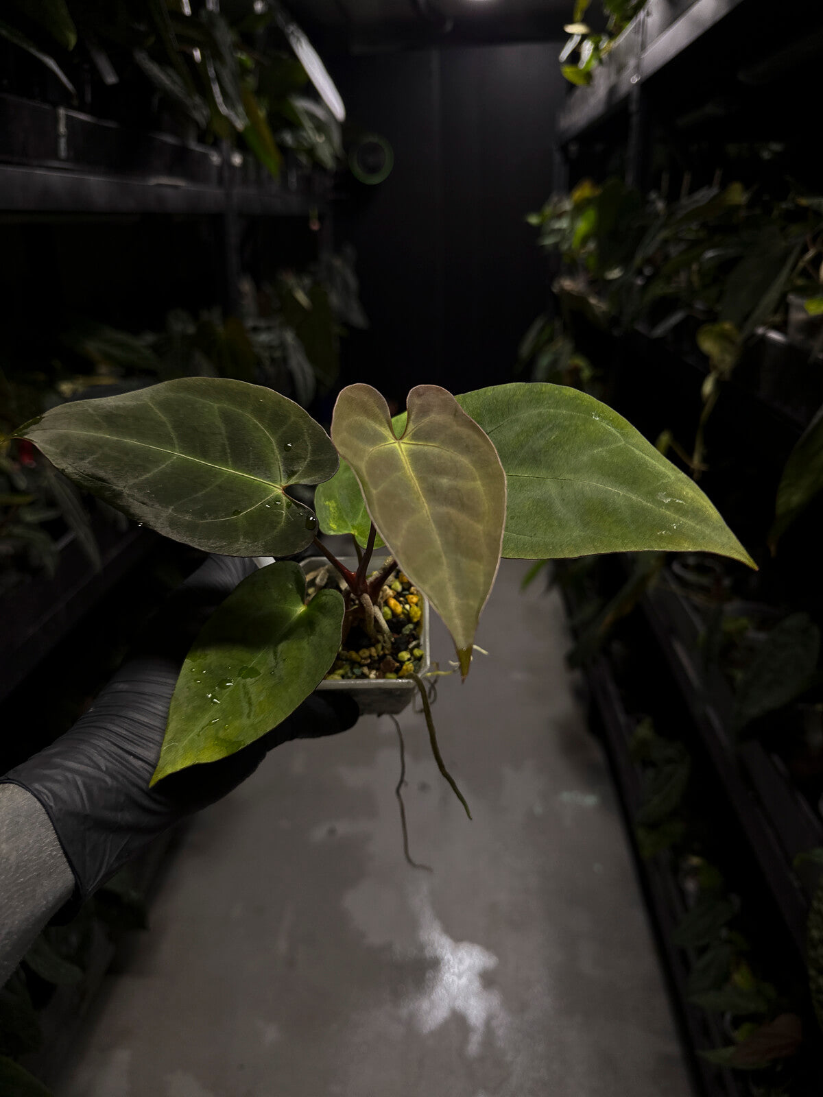 Anthurium 'Dark Mama' x (papilllilaminum x dressleri)