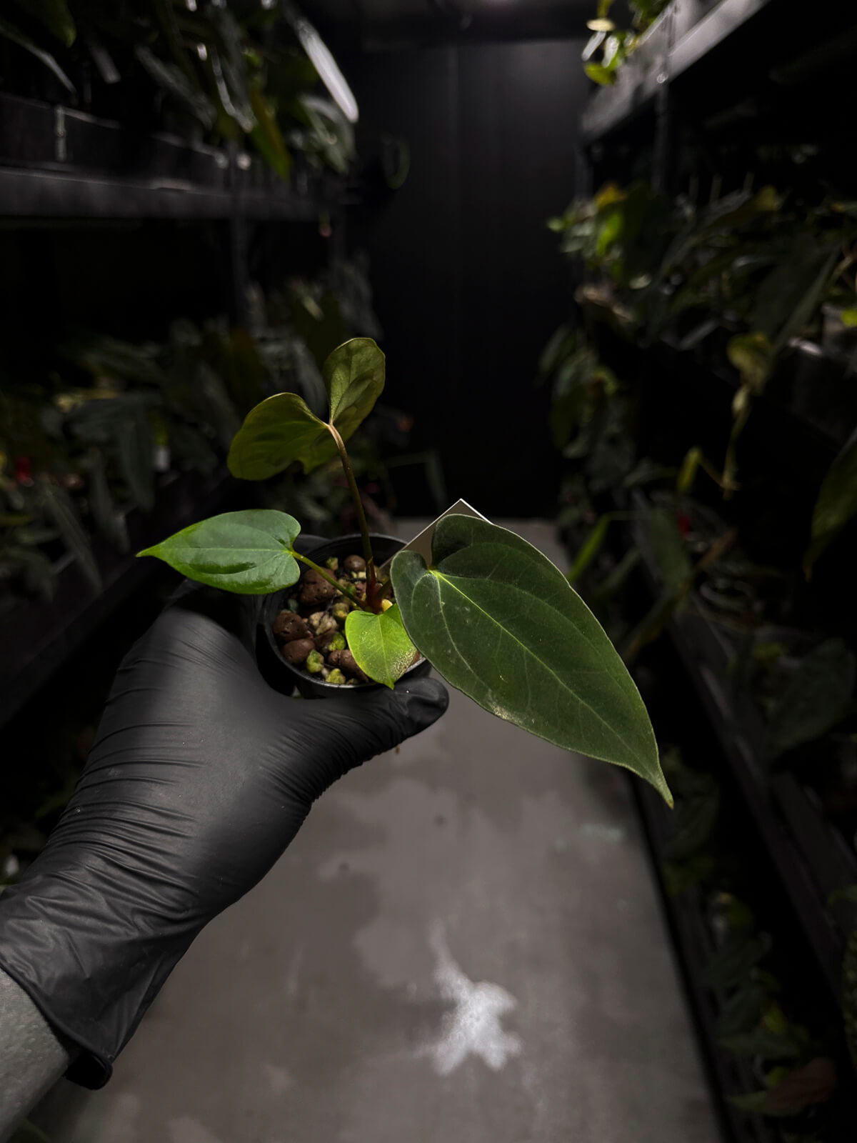 Anthurium papillilaminum FSRL x ((dress x carla) x BVEP)