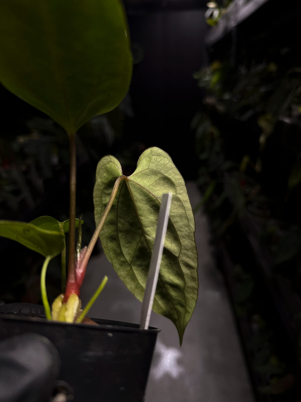 Anthurium papillilaminum FSRL x ((dress x carla) x BVEP)