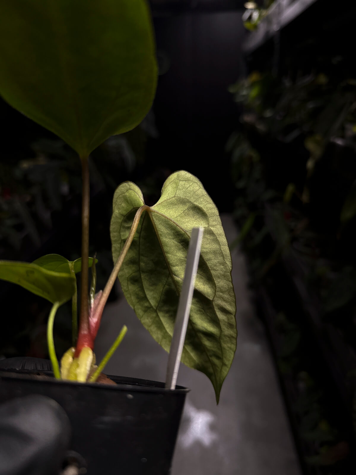 Anthurium papillilaminum FSRL x ((dress x carla) x BVEP)