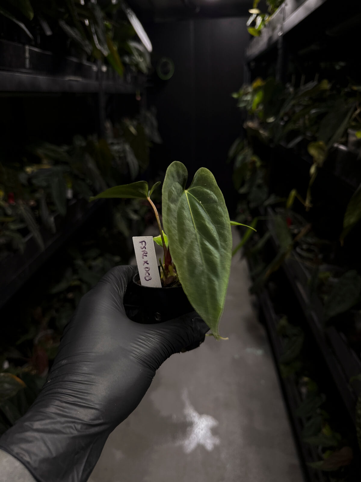 Anthurium papillilaminum FSRL x ((dress x carla) x BVEP)