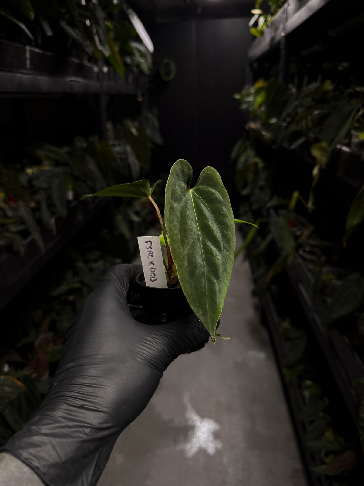 Anthurium papillilaminum FSRL x ((dress x carla) x BVEP)