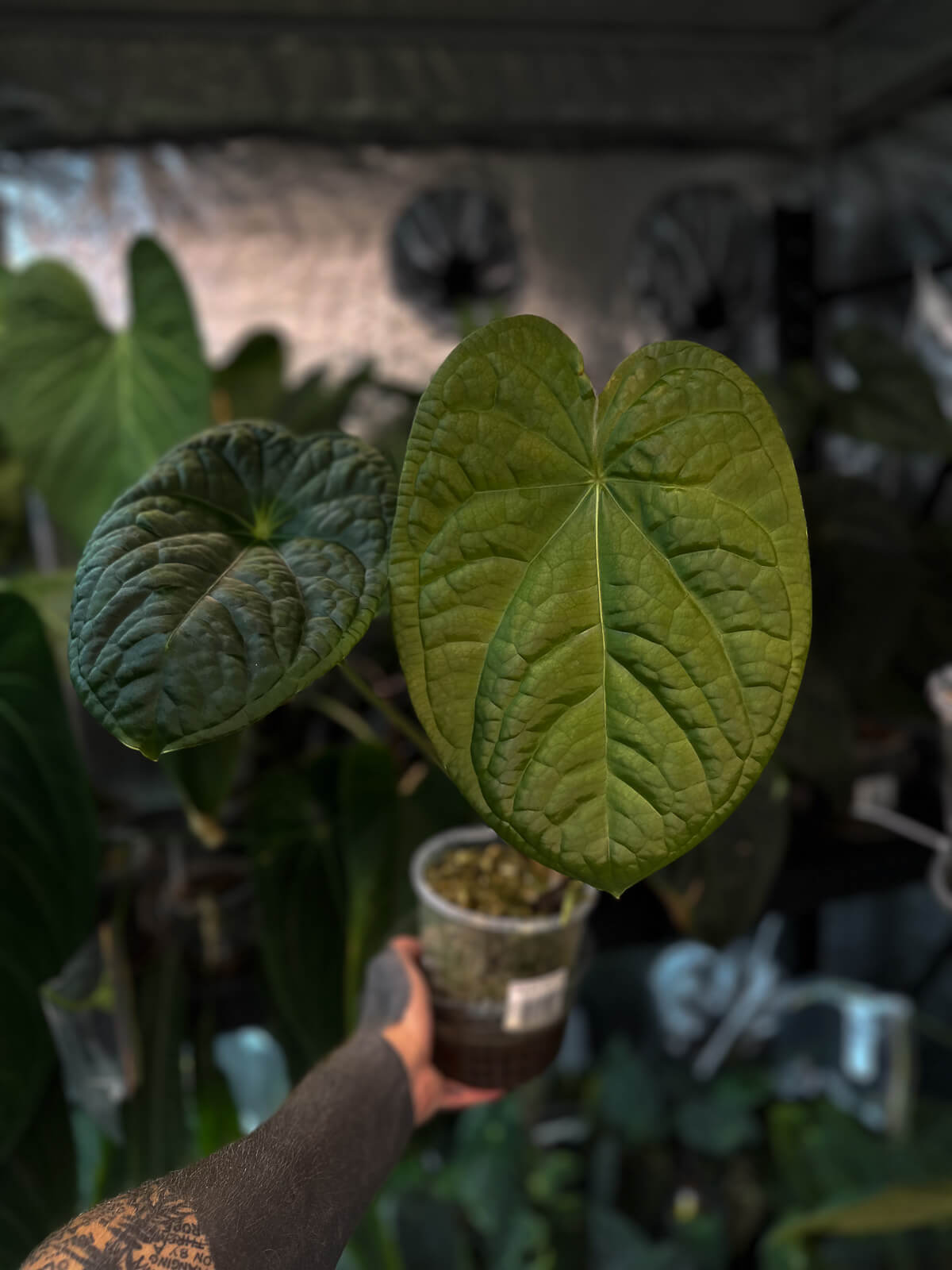 anthurium forgetii x luxurians アンスリウム Anthurium Forgetii X Luxurians 4