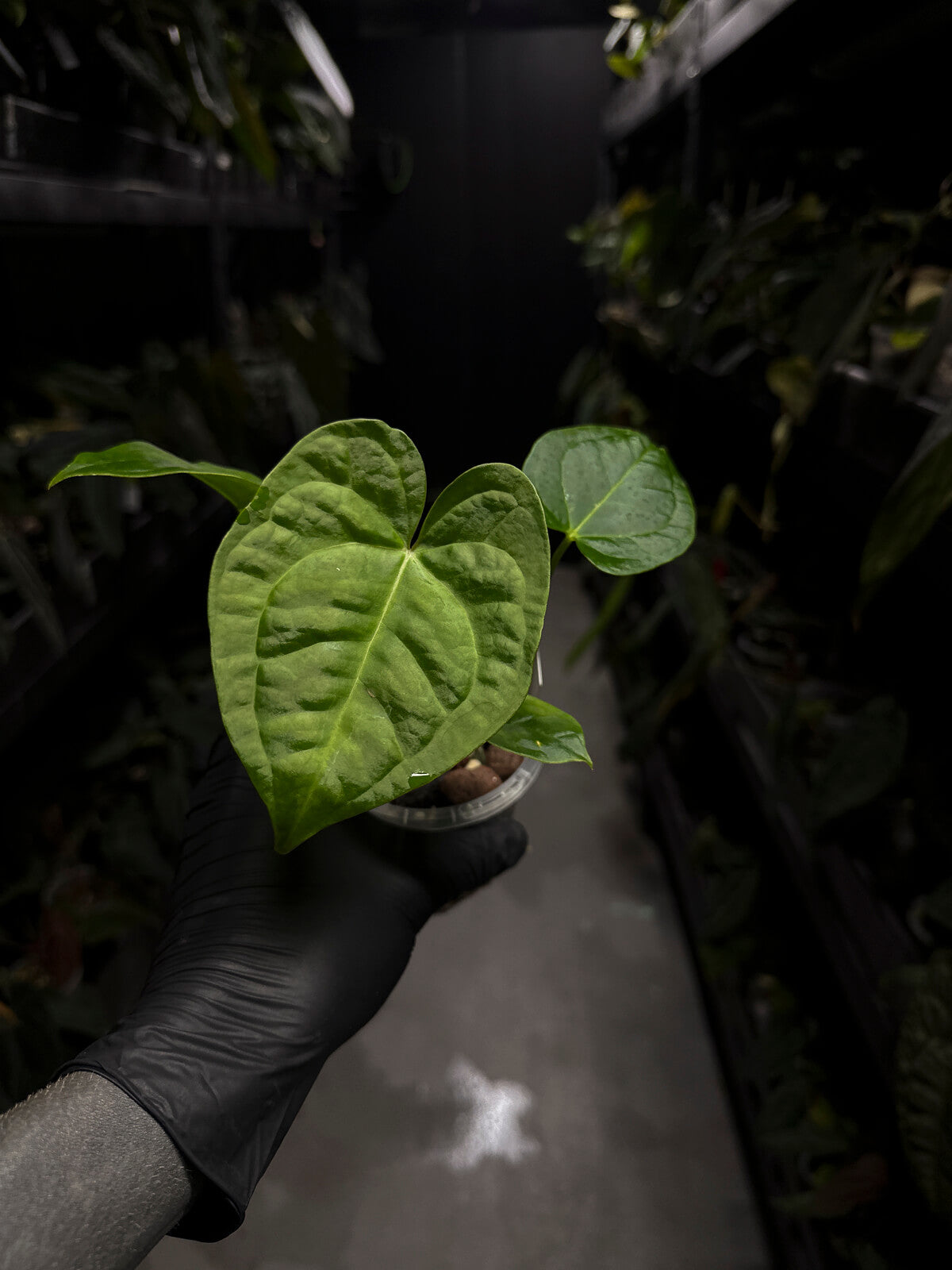 Anthurium magnificum hybrid