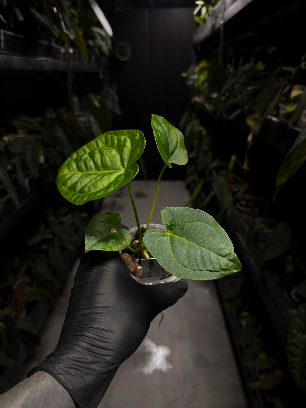Anthurium magnificum hybrid