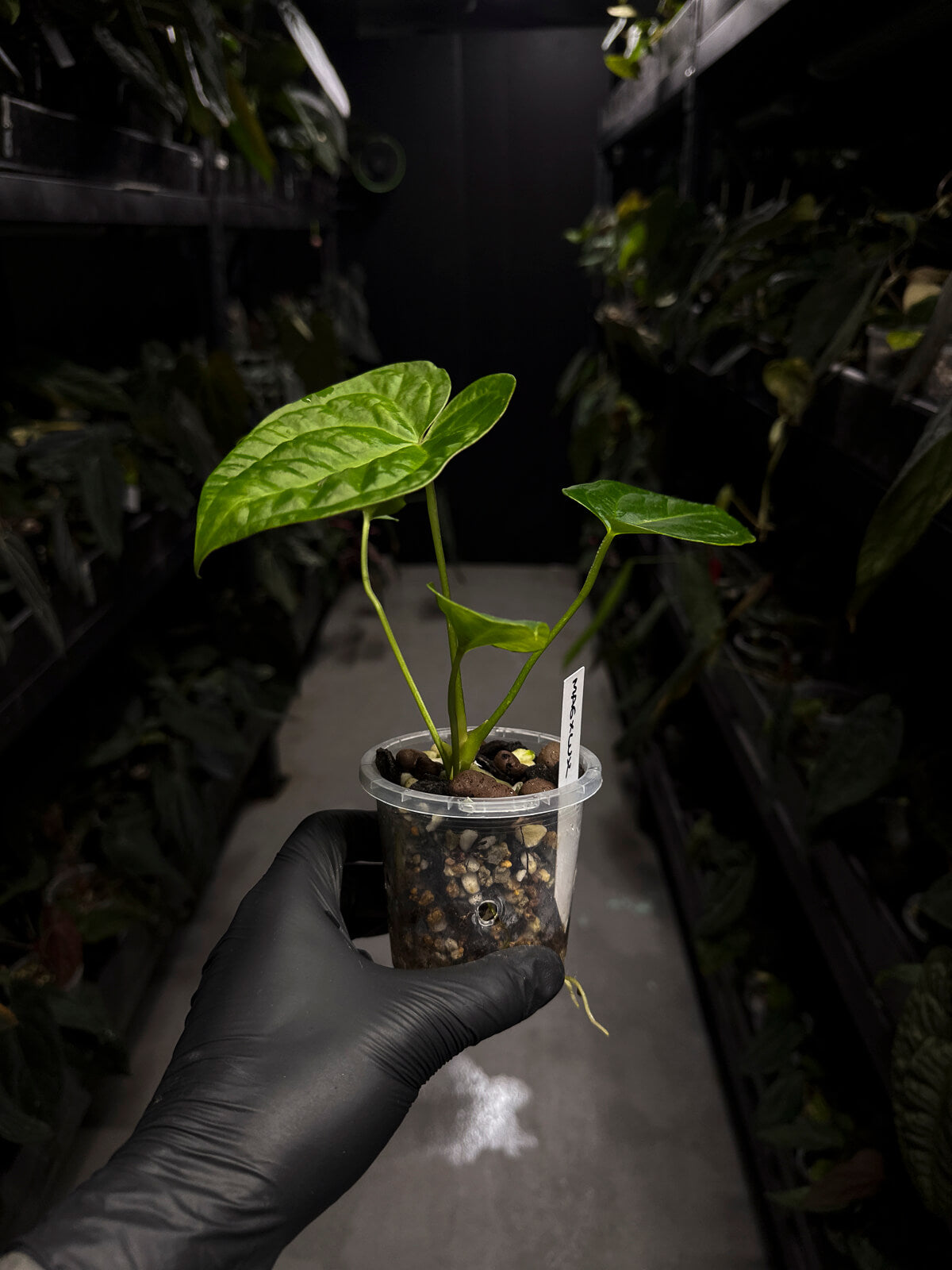 Anthurium magnificum hybrid