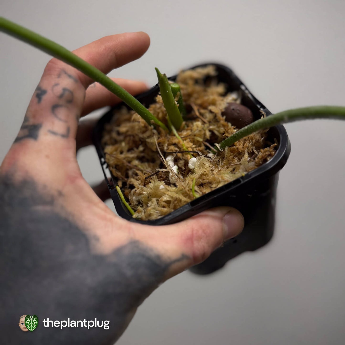 Anthurium rugulosum var. crinitum • rarely offered