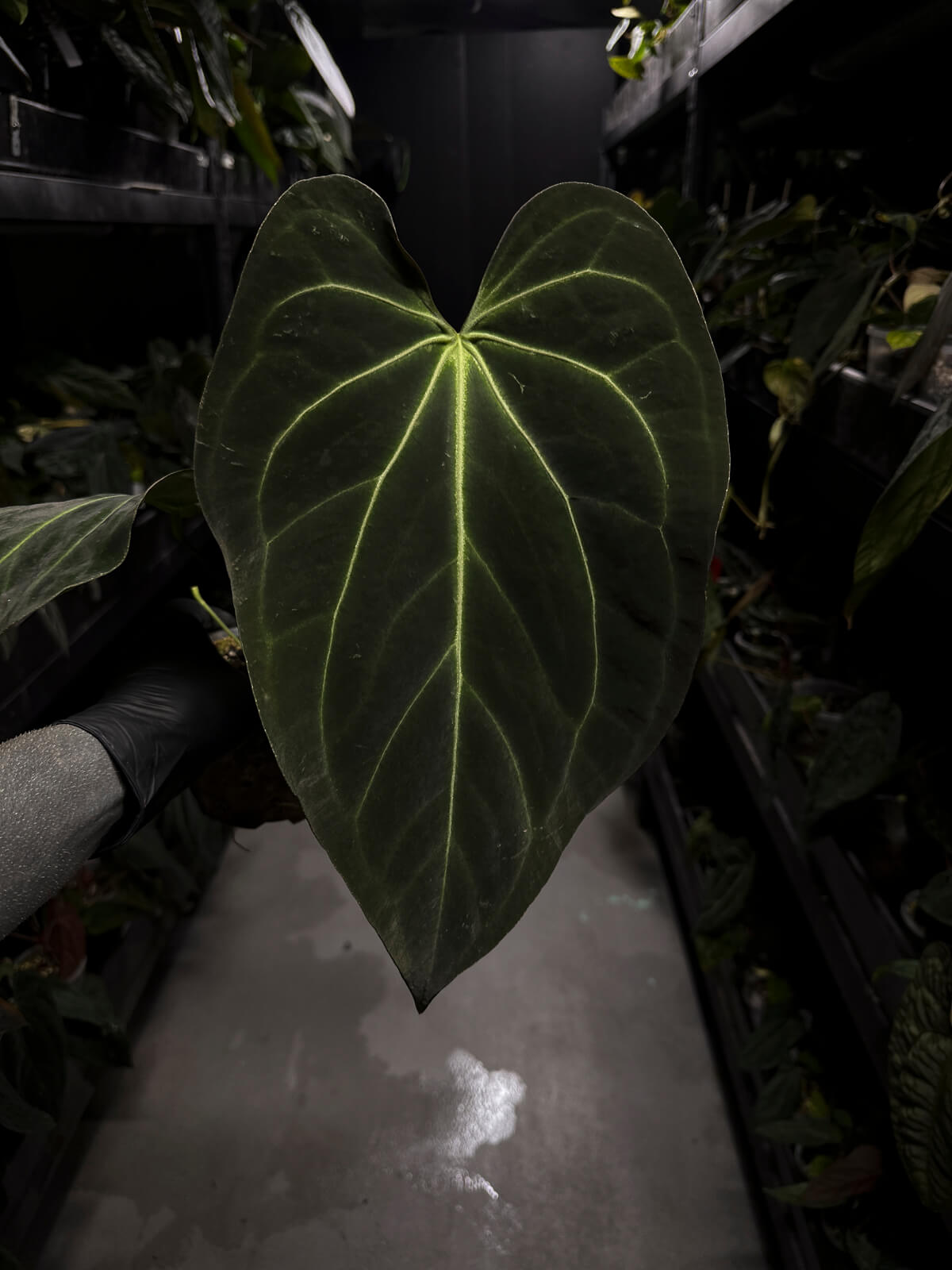 Anthurium ('Blackx' x 'Hoffx') x 'Heinz' s1 • XL plant.