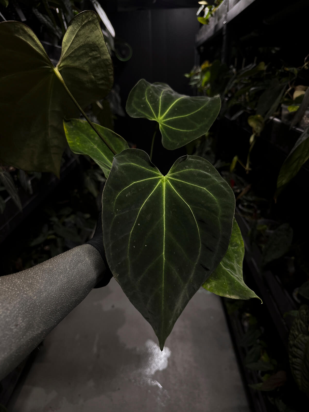 Anthurium ('Blackx' x 'Hoffx') x 'Heinz' s1 • XL plant.