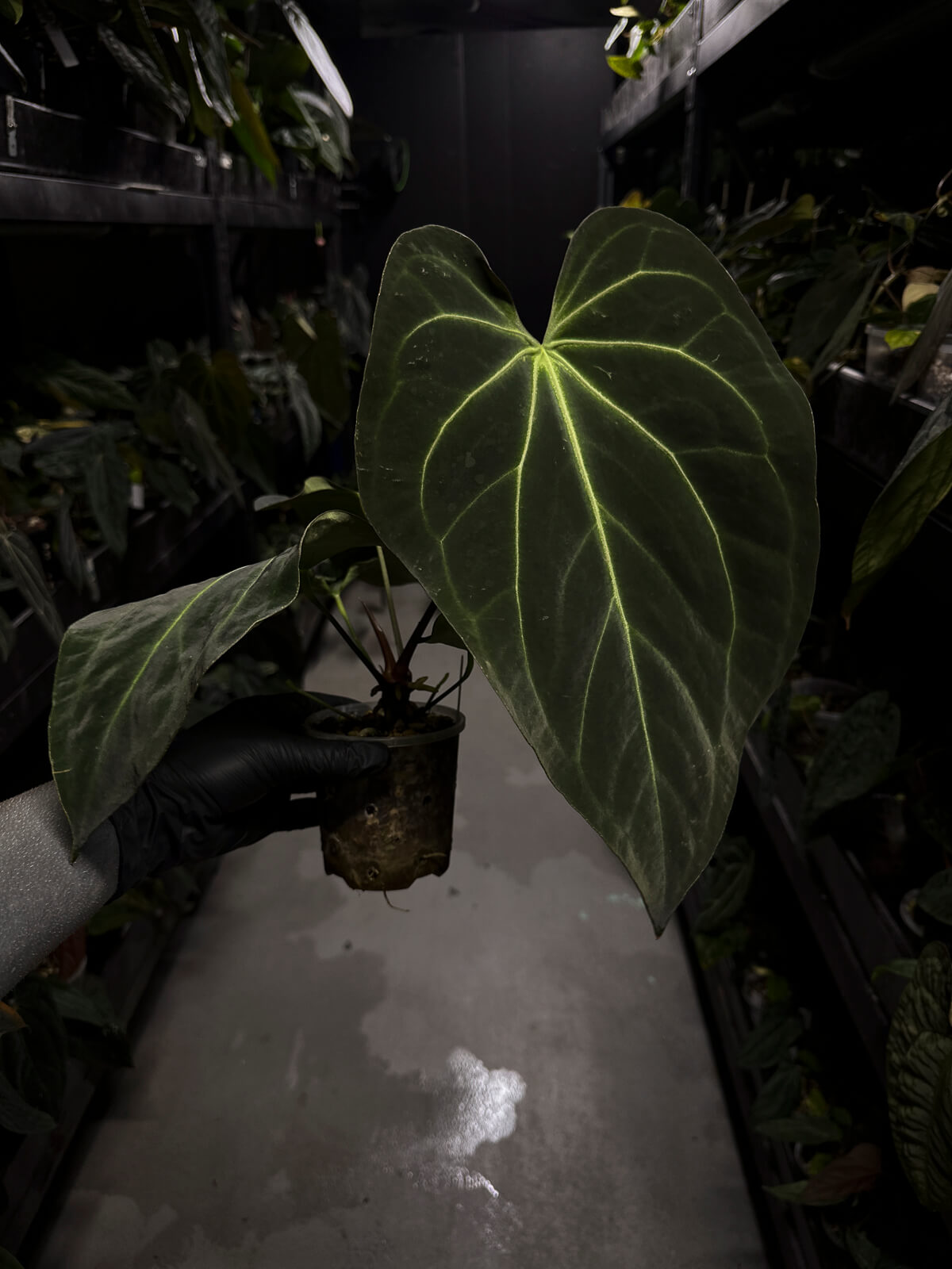Anthurium ('Blackx' x 'Hoffx') x 'Heinz' s1 • XL plant.