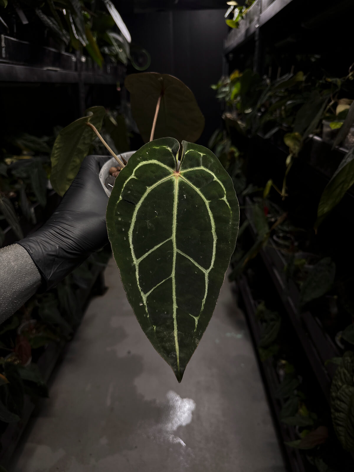 Anthurium ('Zara' x 'Michelle') x carlablackiae 'NSE'