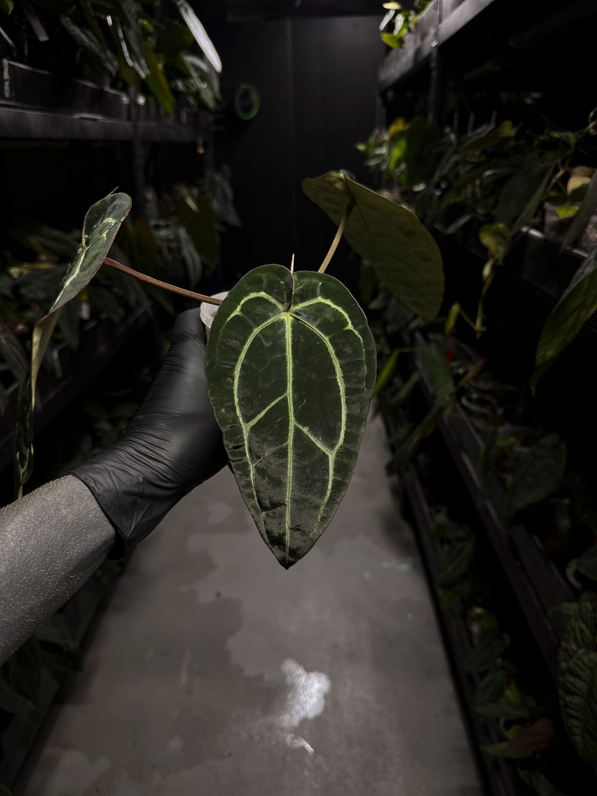 Anthurium ('Zara' x 'Michelle') x carlablackiae 'NSE'