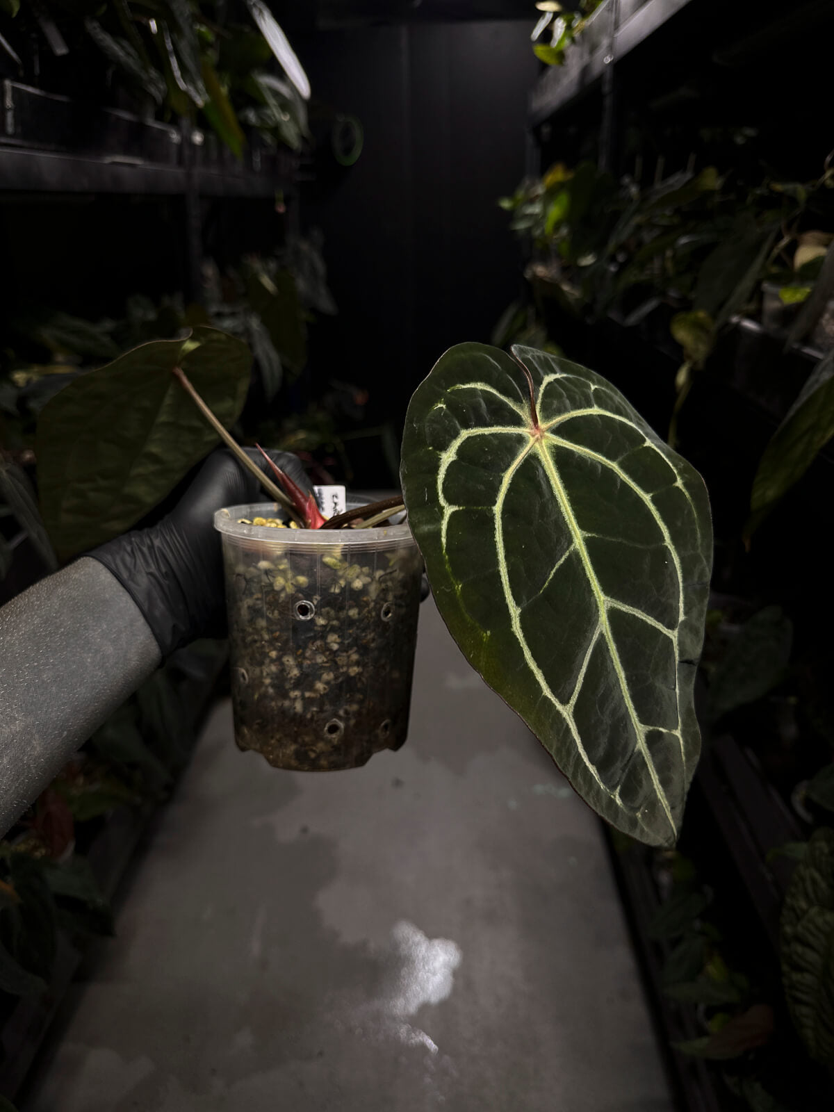Anthurium ('Zara' x 'Michelle') x carlablackiae 'NSE'