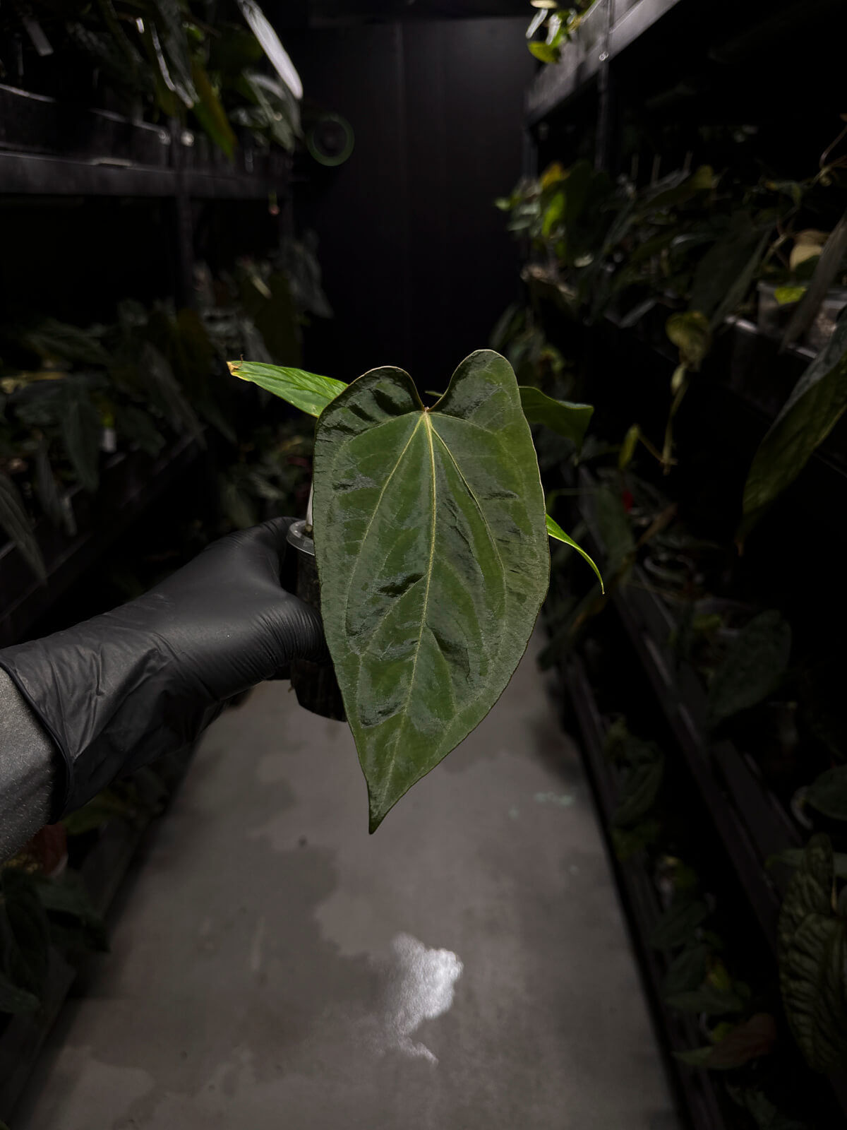 anthurium (dressleri 'RG' f2 x carlablackiae) x kunayalense 'RA7'